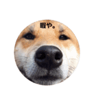 shibainutaroandhanako（個別スタンプ：1）