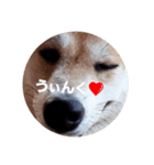 shibainutaroandhanako（個別スタンプ：6）