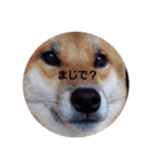 shibainutaroandhanako（個別スタンプ：8）