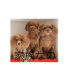 3poodle（個別スタンプ：1）