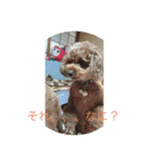 3poodle（個別スタンプ：4）