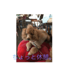 3poodle（個別スタンプ：5）