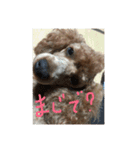 3poodle（個別スタンプ：17）