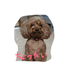 3poodle（個別スタンプ：19）