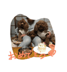 3poodle（個別スタンプ：23）