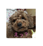 3poodle（個別スタンプ：24）