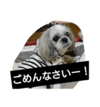 我が家のマドンナの1日（個別スタンプ：1）