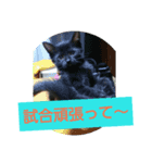 cat stamp4（個別スタンプ：6）