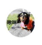 Daily conversational dog（個別スタンプ：4）