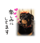 愛する犬たちとの毎日（個別スタンプ：1）