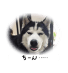 愛する犬たちとの毎日（個別スタンプ：3）