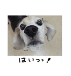 愛する犬たちとの毎日（個別スタンプ：4）