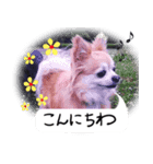 愛する犬たちとの毎日（個別スタンプ：5）