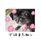 愛する犬たちとの毎日（個別スタンプ：6）