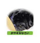 愛する犬たちとの毎日（個別スタンプ：8）