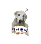 Golden Retriever Weidi（個別スタンプ：4）