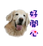 Golden Retriever Weidi（個別スタンプ：6）