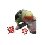 Adorable Parrots（個別スタンプ：12）