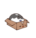 猫のコハクくん（個別スタンプ：36）