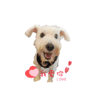 I am a whiteschnauzer！（個別スタンプ：1）