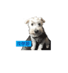 I am a whiteschnauzer！（個別スタンプ：9）