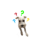 I am a whiteschnauzer！（個別スタンプ：13）