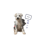 I am a whiteschnauzer！（個別スタンプ：16）