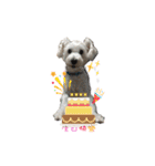 I am a whiteschnauzer！（個別スタンプ：18）