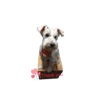 I am a whiteschnauzer！（個別スタンプ：20）