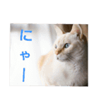 可愛い猫 新井まめ 01 「にゃー」（個別スタンプ：14）