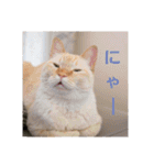 可愛い猫 新井まめ 01 「にゃー」（個別スタンプ：33）