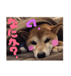 柴犬 茶々 1（個別スタンプ：1）