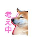 柴犬 茶々 1（個別スタンプ：2）