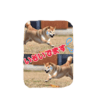 柴犬 茶々 1（個別スタンプ：6）