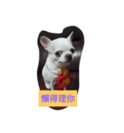 wigi Chihuahua（個別スタンプ：2）