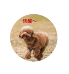 Ha~Ha~Dog（個別スタンプ：2）