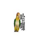 Golden head parrot（個別スタンプ：4）