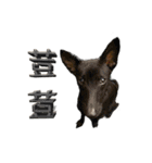 Taiwan Mix Dog - Ludan's Friends（個別スタンプ：15）