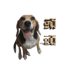 Taiwan Mix Dog - Ludan's Friends（個別スタンプ：20）