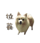 Taiwan Mix Dog - Ludan's Friends（個別スタンプ：22）