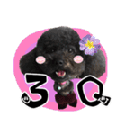 Dog LuLu's Daily（個別スタンプ：3）