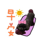 Dog LuLu's Daily（個別スタンプ：13）