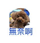 dog woo（個別スタンプ：1）