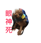 dog woo（個別スタンプ：2）