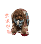 dog woo（個別スタンプ：12）