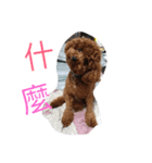 dog woo（個別スタンプ：14）