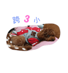 dog woo（個別スタンプ：15）