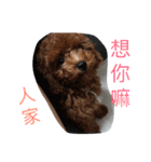 dog woo（個別スタンプ：16）