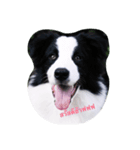 bordercollie style（個別スタンプ：1）