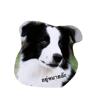 bordercollie style（個別スタンプ：2）